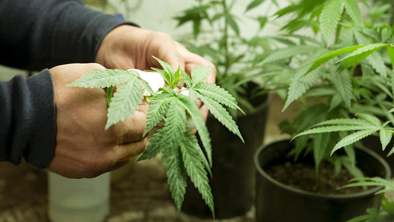 How To Grow Marijuana in 5 Easy Steps